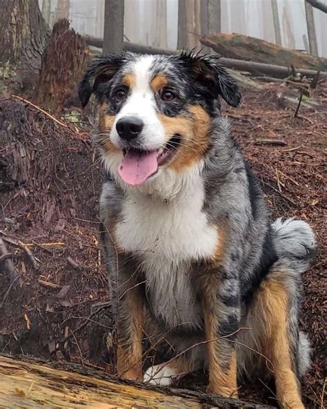 Australian Shepherd Bernese Mountain Dog Mix: Info, Pictures, Facts ...