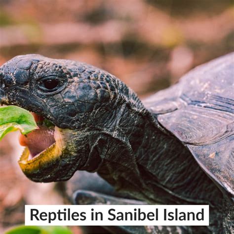 Sanibel Island Wildlife: What You Need to Know