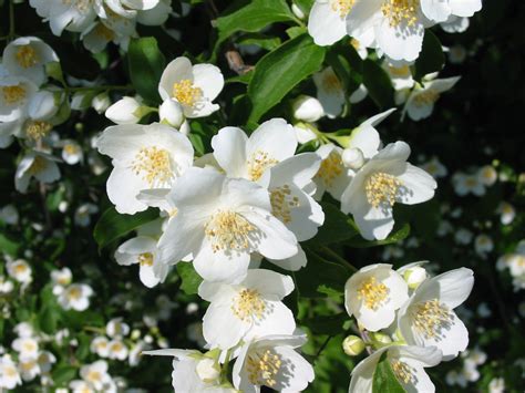 Jasmine Flowers ~ Flowers Wallpapers