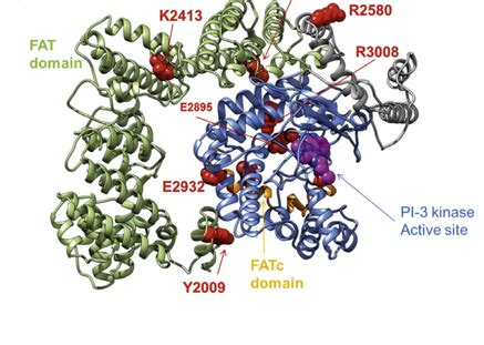 The function of the ATM protein - AT Society