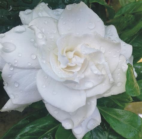 Gardenia de flor blanca olorosa para jardín o macetas, comprar online