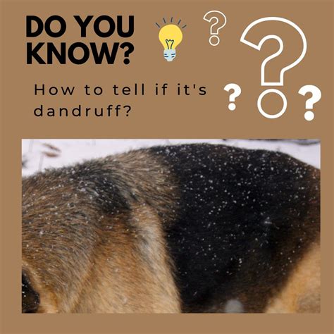 Can Dandruff Cause Hair Loss In Dogs