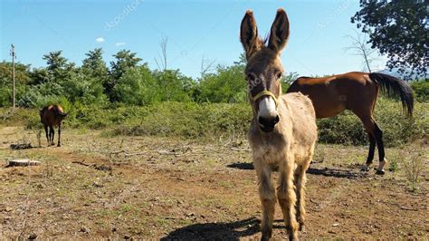 Horse and donkey — Stock Photo © soniacri #81365024