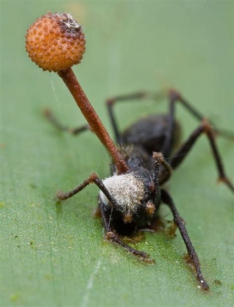 97 best images about Zombie Ants & Things on Pinterest | Roaches, The crickets and Ants