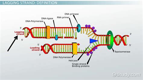 Lagging Strand of DNA | Definition, Synthesis & Replication - Lesson | Study.com