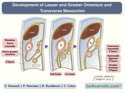 Greater Omentum | Medical Dictionary