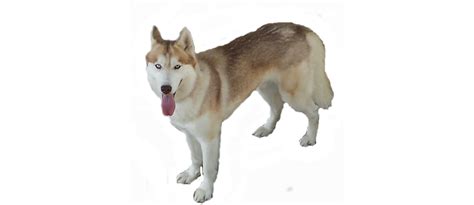 Husky Transparent Transparent HQ PNG Download | FreePNGImg