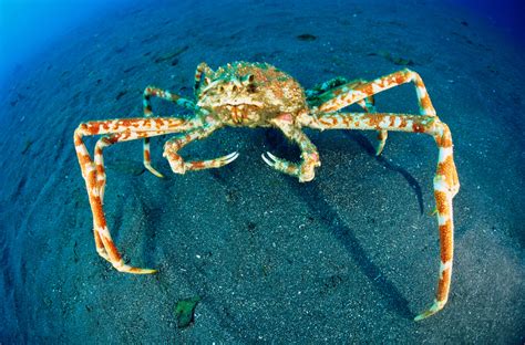 Types Of Sea Crabs