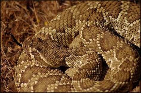 Mojave Rattlesnake | Mojave rattlesnake, Rattlesnake, Animals