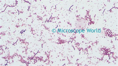 Microscope World Blog: Microscopy Gram Staining
