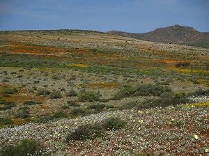 Latest Flower report for Namaqua National Park – News – SANParks