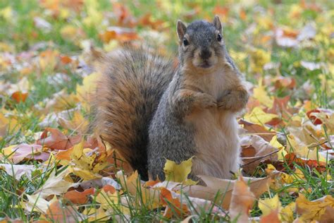 Striking a pose in the fall leaves : squirrels