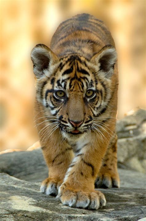 Sumatran tiger cub | Panthera tigris sondaica Born November … | Flickr