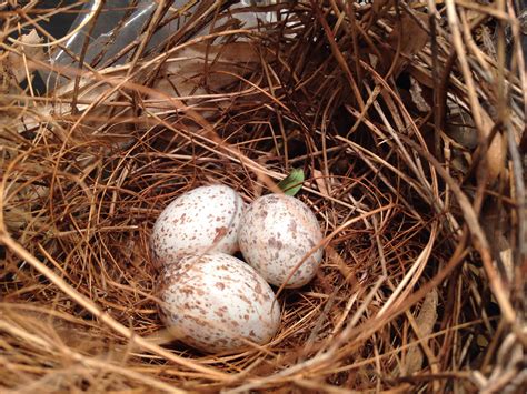 Female Cardinal Nest