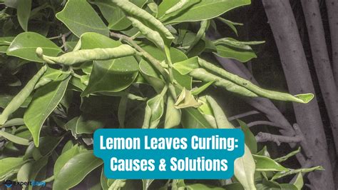 Why Are My Lemon Tree Leaves Curling? 8 Solutions