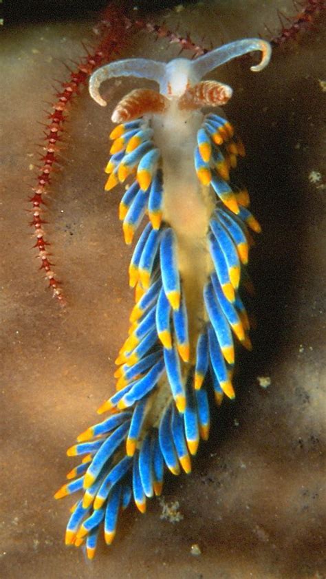 Berghia coerulescens (nudibranch) | Wasserschnecken, Unterwasser tiere ...