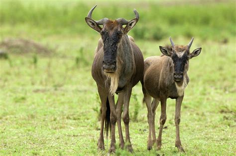 Wildebeest Cow With Calf, Masai Mara Photograph by Christopher Scott