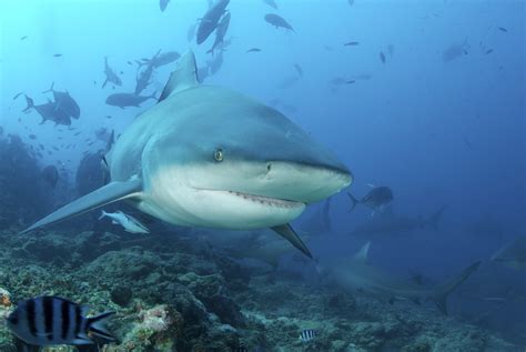 6 Sharks That Could Be Responsible for the North Carolina Attacks - NBC ...