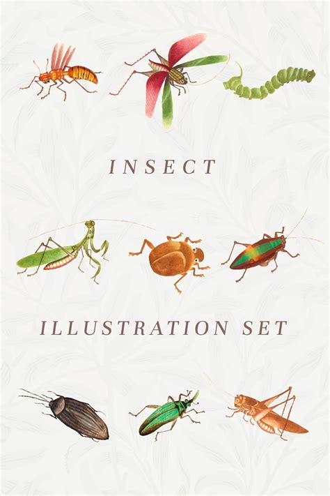 Insect vector vintage illustration set | Premium Vector - rawpixel