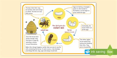 Honey Bee Life Cycle Poster (teacher made) - Twinkl