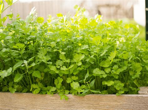 How to Harvest Cilantro For An Abundance All Season Long