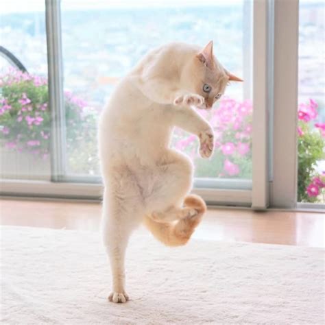 30 Funniest and Cutest Dancing Cat Photos That Will Brighten Your Day - bemethis | Dancing cat ...