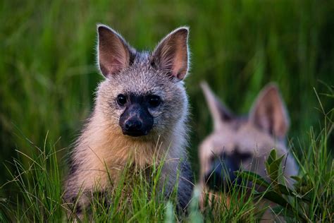 Hyenas have a bad rap—but they’re Africa’s most successful predator