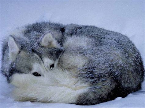 Photos of Northern Lights Dog Sledding in Lapland