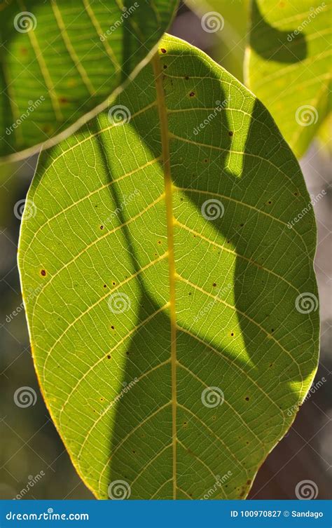 Close-up of a walnut leaf stock image. Image of asymmetry - 100970827