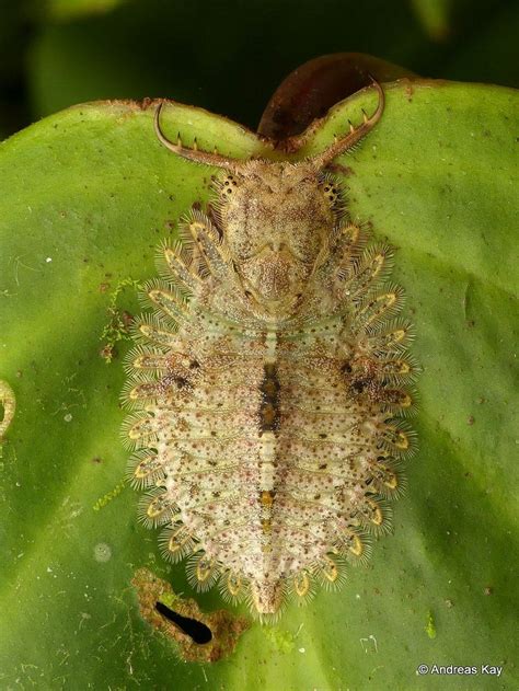 https://flic.kr/p/Pyb4Uo | Owlfly larva, Ascalaphidae, Neuroptera ...