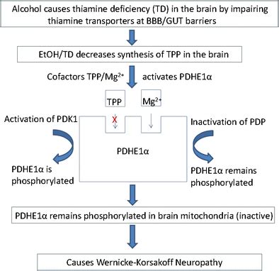 Alcohol Abuse-induced Thiamine Deficiency Can Cause Which of the Following - Barrtrust