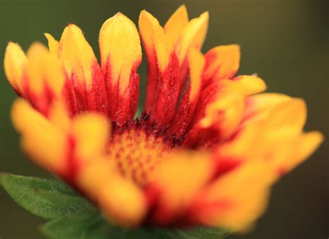 Free Images : plant, flower, petal, pollen, high, herb, yellow, flora, close up, cool image, 5d ...