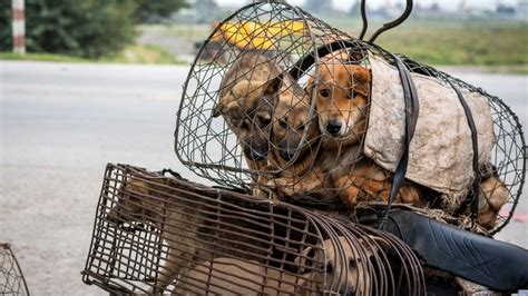 Photojournalist's Work Shines a Light on the Suffering and Abuse of Animals Around the World ...