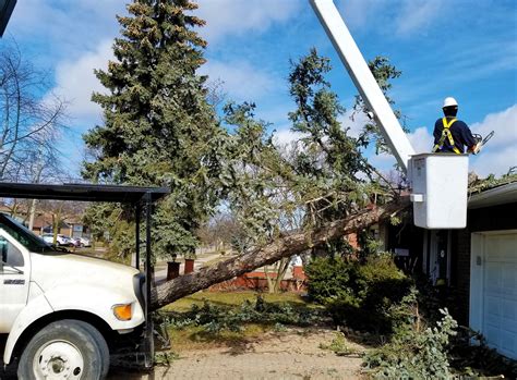 wind-storm-tree-damage – The Real Tree Masters Inc.