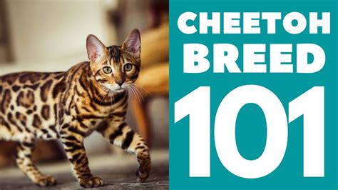 The Cheetoh Cat 101 : Breed & Personality - YouTube