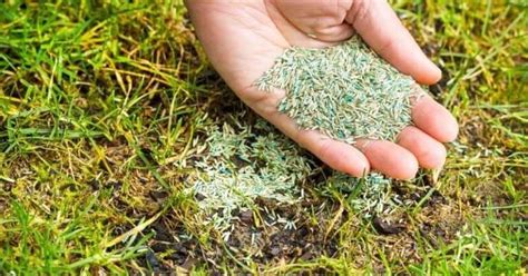 Overseeding Lawn: How To Plant Grass Seed On Existing Lawn | Planting grass, Best grass seed ...