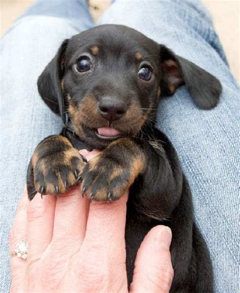 17 Smiling Dachshunds Put a Smile on Your Face