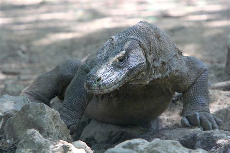 Komodo dragon: one of Indonesia's rare conservation success stories