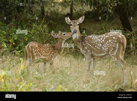 Female spotted or axis deer (chital) and fawn in Sasan Gir (Gir Forest ...