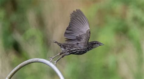 Test Images of Small Birds Taking Flight at 60 FPS - Small Sensor ...