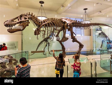 Tyrannosaurus rex skeleton museum hi-res stock photography and images - Alamy