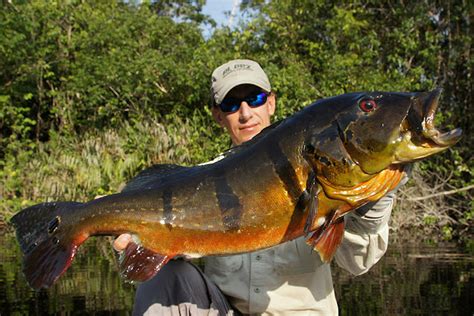 Fishing Reports from Mexico, Panama, Brazil, Costa Rica...: Amazon Peacock Bass Fishing Report