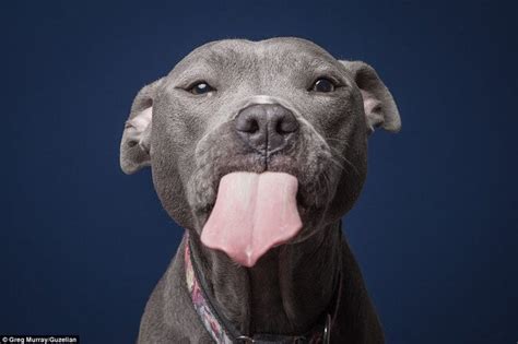 Hilarious Portraits Of Dogs Eating Peanut Butter By Photographer Greg Murray