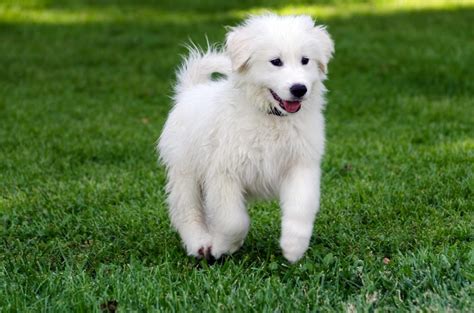 The Great Pyrenees Dog Breed Profile(Temperament) - 2020