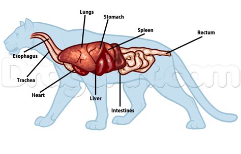 Characteristics - Lions