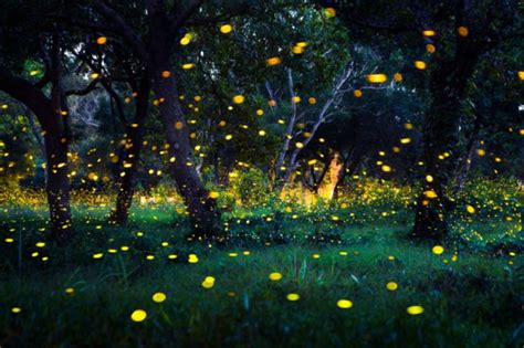 How Fireflies Glow — And What Their Signals Mean | Discover Magazine