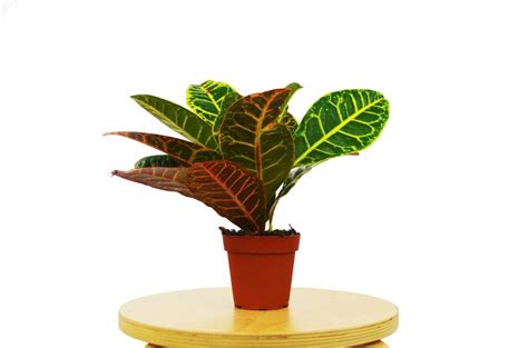 The Croton Petra is a robust plant with large colorful leaves. These plants can mature to large ...