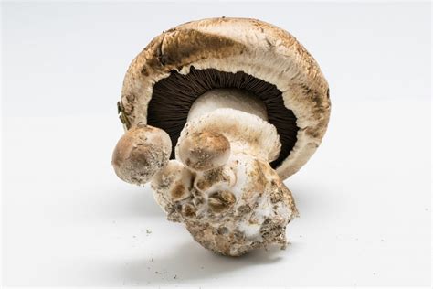 Agaricus bisporus, the commercial mushroom – Inanimate Life