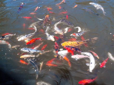 Free photo: Feeding Koi - Feeding, Fish, Koi - Free Download - Jooinn