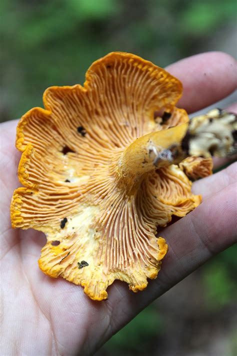 Foraging Chanterelle Mushrooms